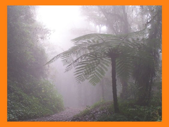 Bosque nuboso. Monteverde