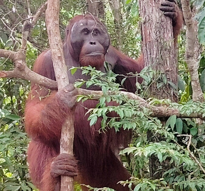 orangutan en Tanjung Puting