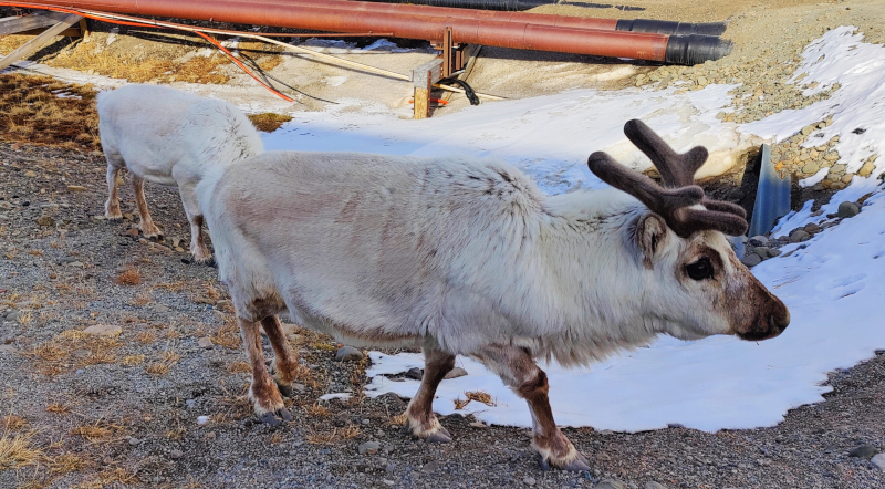 renos en Longyearbyen